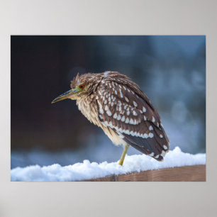 Zwarte Night-Heron Poster