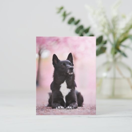 Zwarte Noorse bloesems voor buhund en Cherry Briefkaart (Staand voorkant)