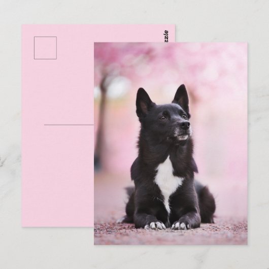 Zwarte Noorse bloesems voor buhund en Cherry Briefkaart (Voorkant / Achterkant)
