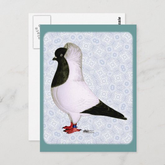 Zwarte Nun Duif 1973 Briefkaart (Voorkant / Achterkant)