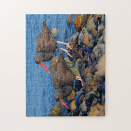 Zwarte oestercatchers bij het strand legpuzzel