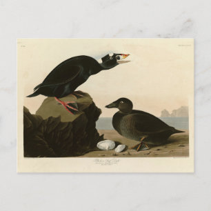 Zwarte of Surf Duck van Audubon's Birds of America Briefkaart