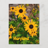 Zwarte ogen Susan State Flower of Maryland Briefkaart (Voorkant)