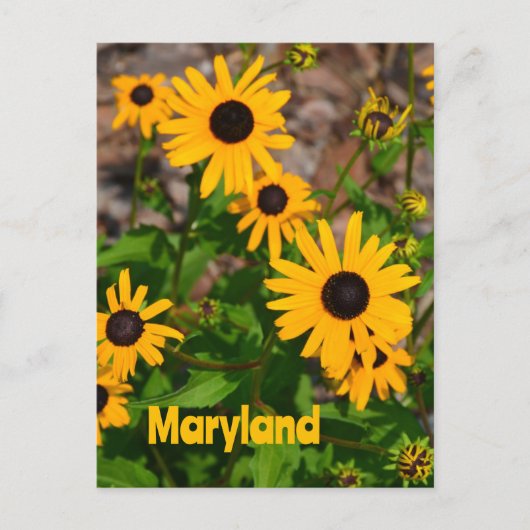 Zwarte ogen Susan State Flower of Maryland Briefkaart (Voorkant)