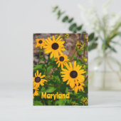 Zwarte ogen Susan State Flower of Maryland Briefkaart (Staand voorkant)
