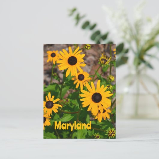 Zwarte ogen Susan State Flower of Maryland Briefkaart (Staand voorkant)