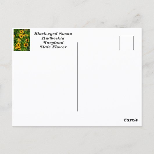 Zwarte ogen Susan State Flower of Maryland Briefkaart (Achterkant)