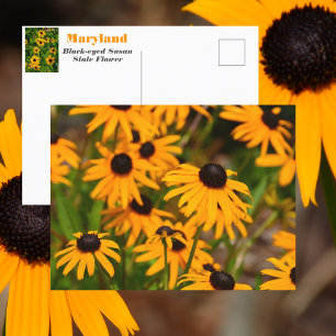 Zwarte-ogige Susan Maryland Staat bloem Briefkaart