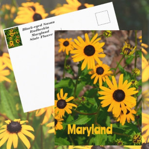 Zwarte-ogige Susan Staatsbloem van Maryland Briefkaart