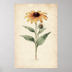 Zwarte-Oog-Susan Botanische Studie op Ivoor Poster
