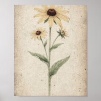 Zwarte-Oog Susanna Stelen Botanische Kunst