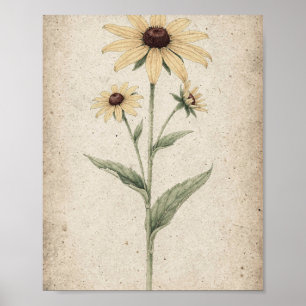 Zwarte-Oog Susanna Stelen Botanische Kunst Poster