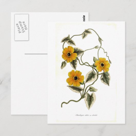 Zwarte-oogige Susan Briefkaart (Voorkant / Achterkant)