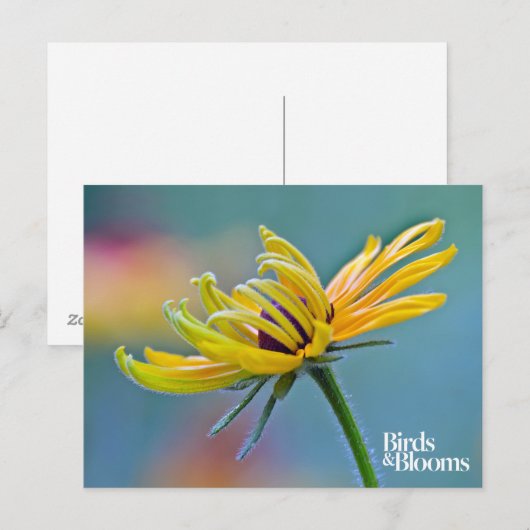 Zwarte-oogige Susan Briefkaart (Voorkant / Achterkant)