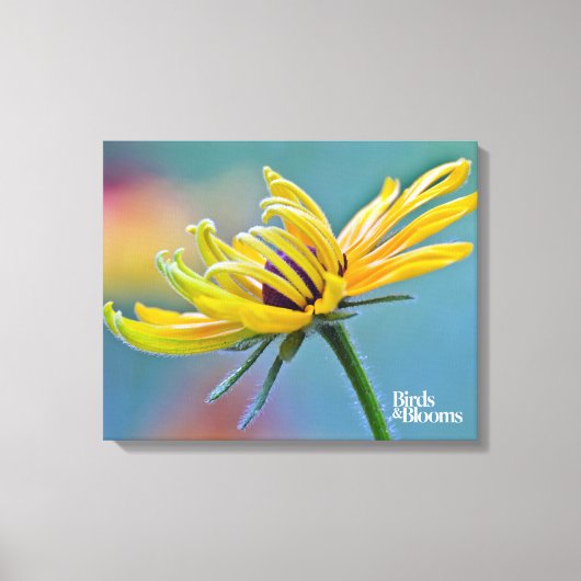 Zwarte-oogige Susan Canvas Afdruk (Voorkant)