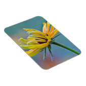 Zwarte-oogige Susan Magneet (Rechterzijde)