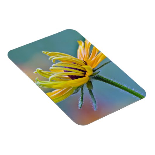 Zwarte-oogige Susan Magneet (Rechterzijde)