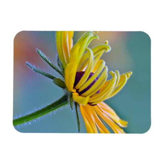 Zwarte-oogige Susan Magneet (Horizontaal)