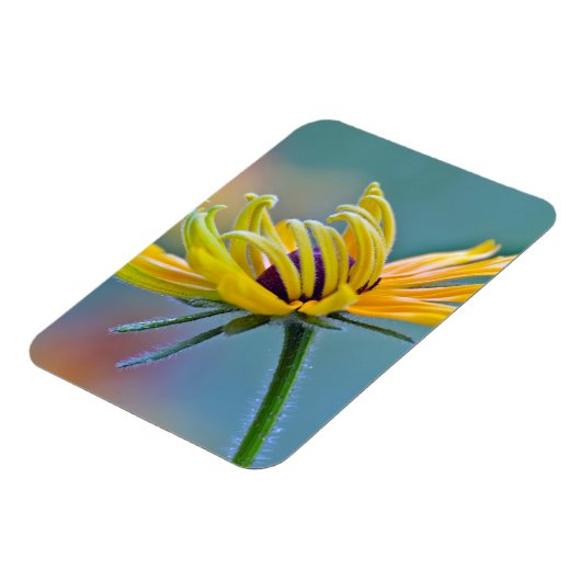 Zwarte-oogige Susan Magneet (Linkerzijde)