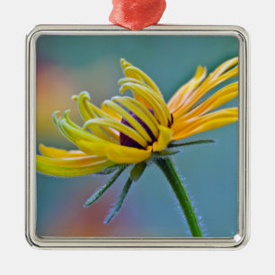 Zwarte-oogige Susan Metalen Ornament