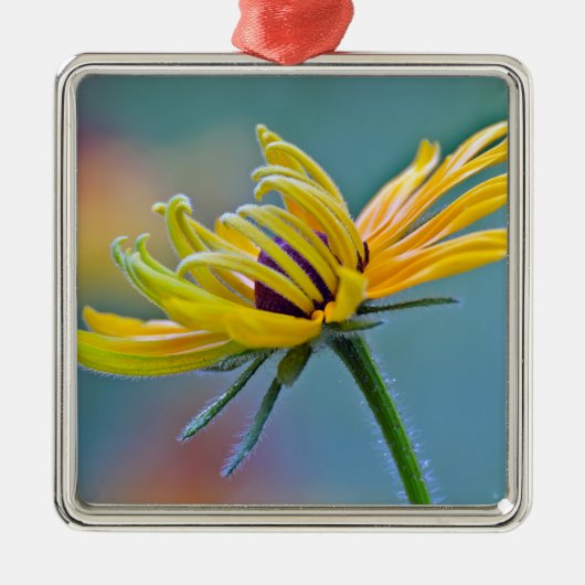 Zwarte-oogige Susan Metalen Ornament (Voorkant)