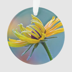 Zwarte-oogige Susan Ornament