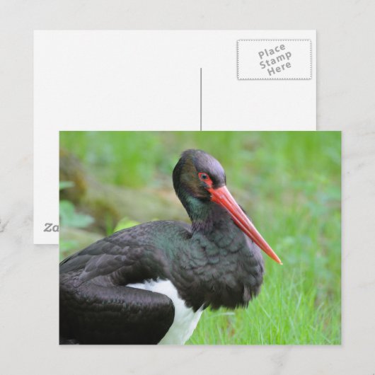 Zwarte ooievaar briefkaart (Voorkant / Achterkant)
