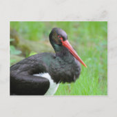 Zwarte ooievaar briefkaart (Voorkant)