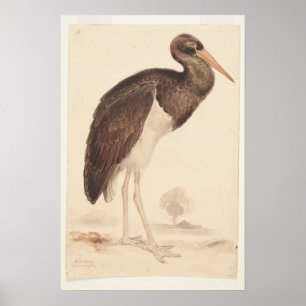 Zwarte ooievaar (Ciconia nigra) 1835, Lear, Edward Poster