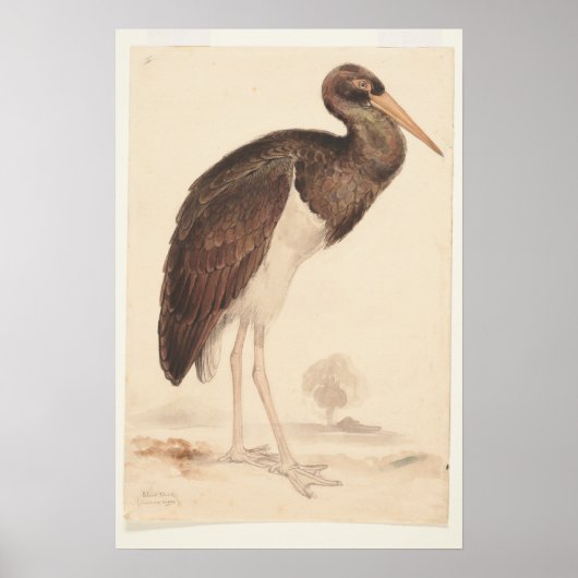 Zwarte ooievaar (Ciconia nigra) 1835, Lear, Edward Poster (Voorkant)