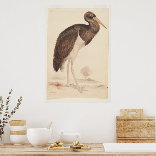 Zwarte ooievaar (Ciconia nigra) 1835, Lear, Edward Poster (Keuken)