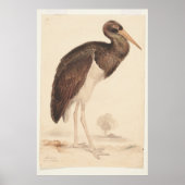 Zwarte ooievaar (Ciconia nigra) 1835, Lear, Edward Poster (Voorkant)