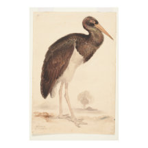 Zwarte ooievaar (Ciconia nigra) 1835, Lear, Edward