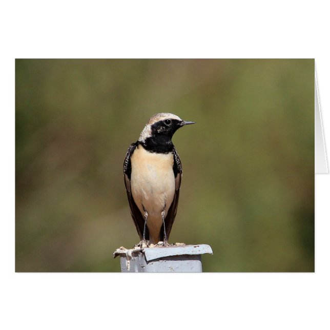 Zwarte-oorige Wheatear (Voorkant Horizontaal)
