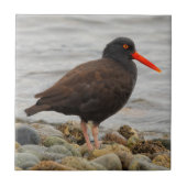 Zwarte Oystercatcher bij het strand Tegeltje (Voorkant)