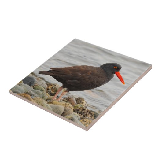 Zwarte Oystercatcher bij het strand Tegeltje (Zijkant)