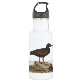 Zwarte Oystercatcher door Audubon Waterfles