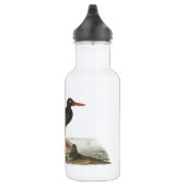 Zwarte Oystercatcher door Audubon Waterfles (Rechts)