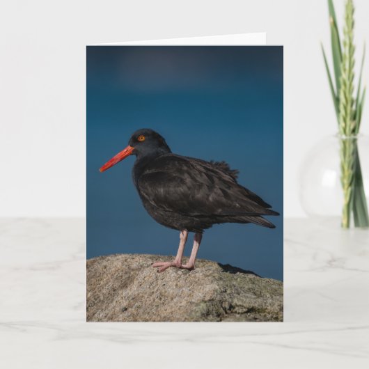 Zwarte Oystercatcher Hartelijk dank Bedankkaart (Voorkant)