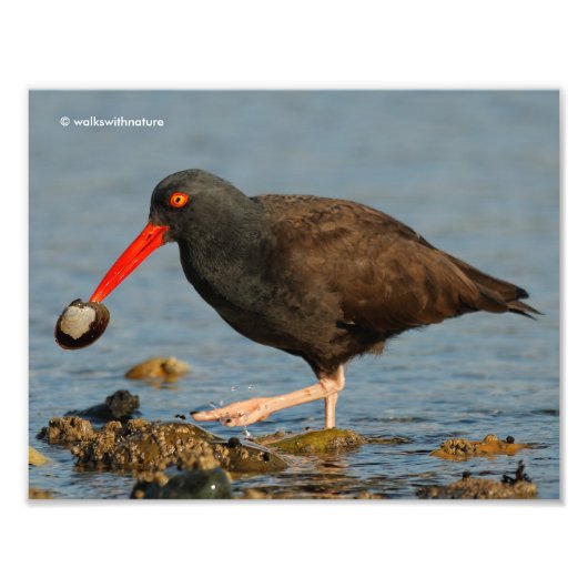 Zwarte Oystercatcher met Clam Foto Afdruk (Voorkant)