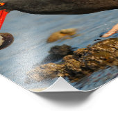 Zwarte Oystercatcher met Clam Foto Afdruk (Hoek)