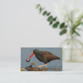 Zwarte Oystercatcher met Clam Visitekaartje (Staand voorkant)