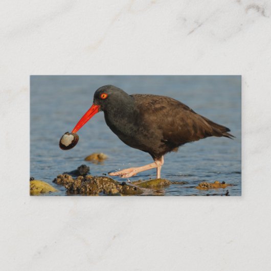 Zwarte Oystercatcher met Clam Visitekaartje (Voorkant)