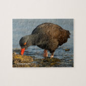 Zwarte Oystercatcher op het werk Legpuzzel (Horizontaal)