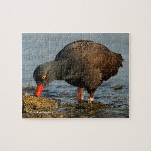 Zwarte Oystercatcher op het werk Legpuzzel (Horizontaal)