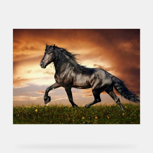 zwarte paard acryl bord (Voorkant)