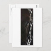 zwarte paard briefkaart (Voorkant / Achterkant)