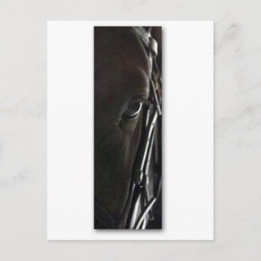 zwarte paard briefkaart (Voorkant)