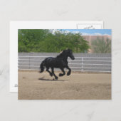 zwarte paard briefkaart (Voorkant / Achterkant)