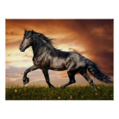 zwarte paard perfect poster (Voorkant)